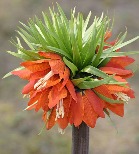 Fritillaria